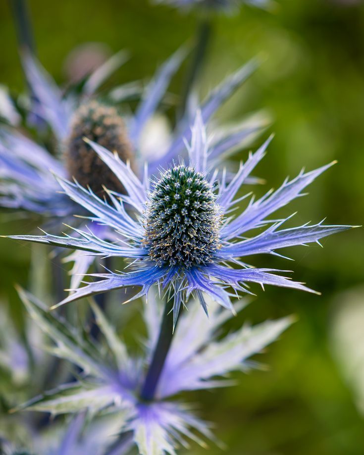 Eryngium